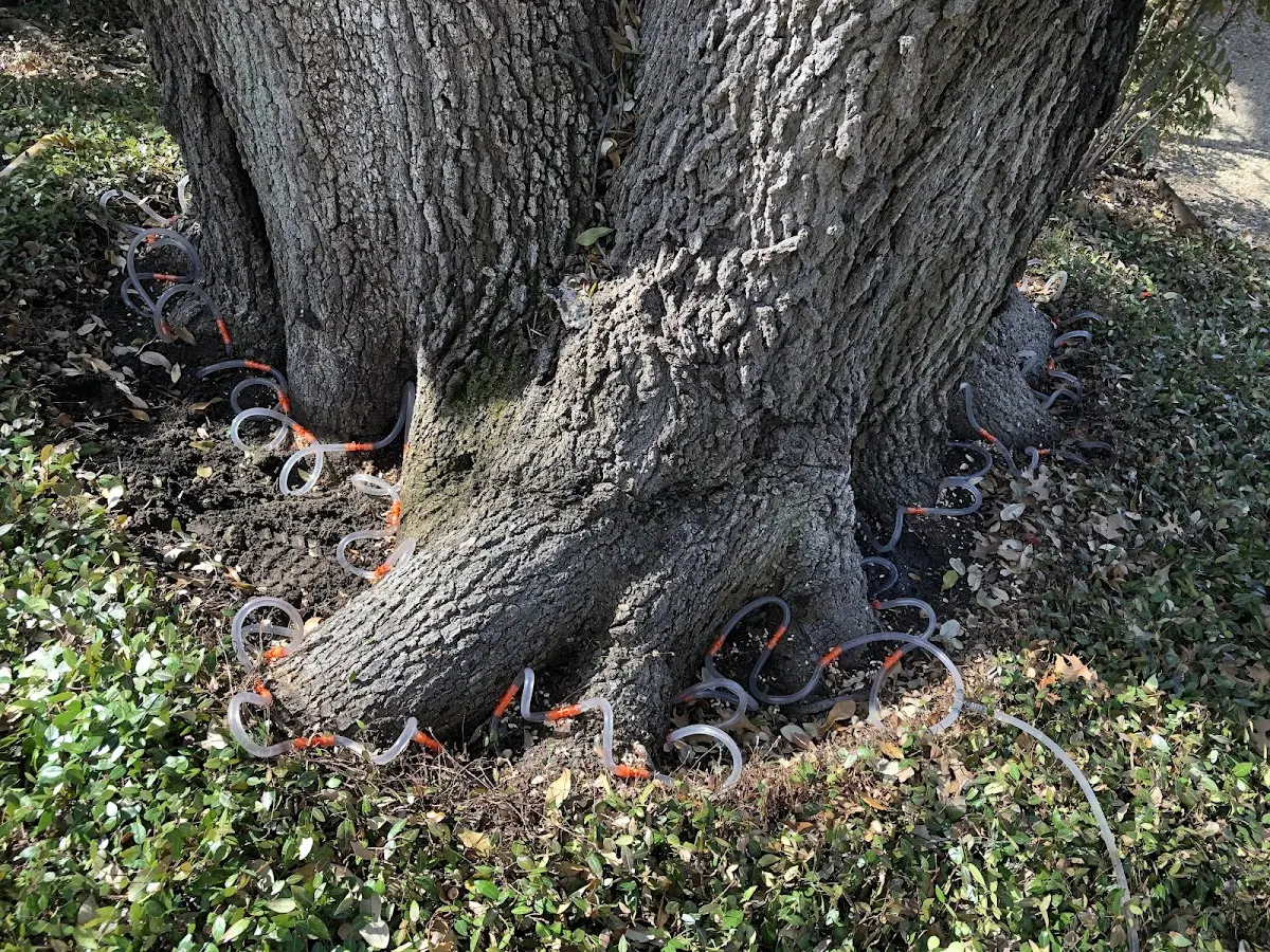 Detailed Tree Cabling and Bracing job site in Mcminnville