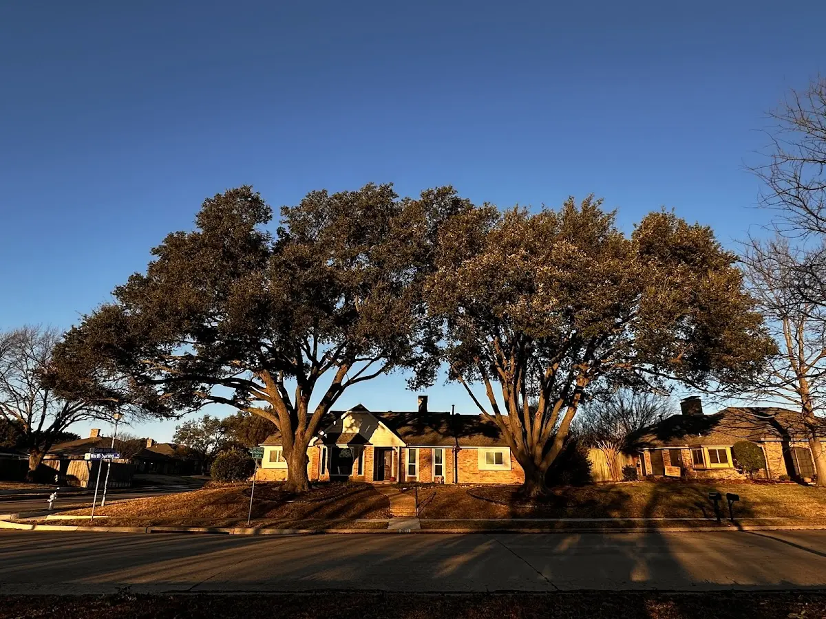 Established residential canopy tree shading a home in Mcminnville